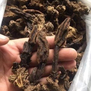 Nấm ngọc cẩu khô
