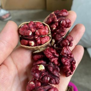 Nhân óc chó đỏ